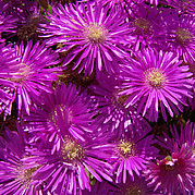 Desert flowers on Fuerteventura