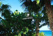Palmtrees at Costa Calma, Fuerteventura